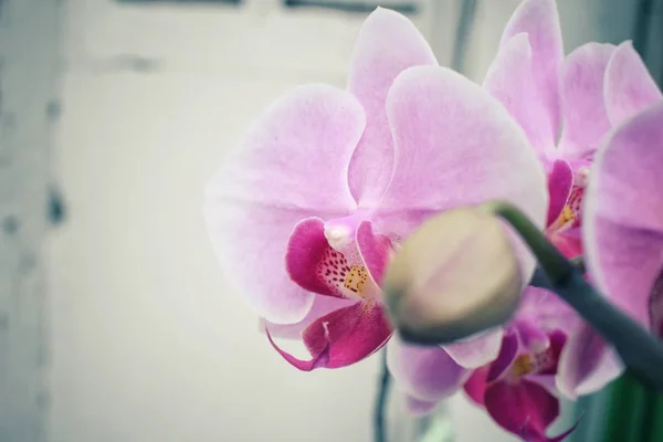 Zblízka růžová orchidej — Stock fotografie