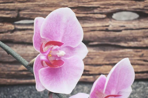 Närbild av rosa orkidé — Stockfoto