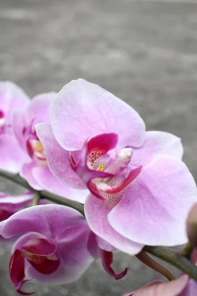 Close up de orquídea rosa — Fotografia de Stock
