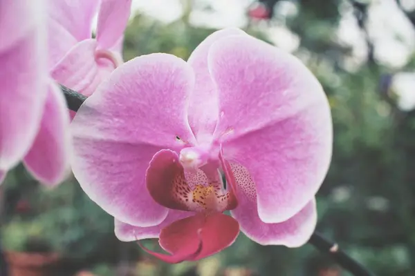 Zblízka růžová orchidej — Stock fotografie