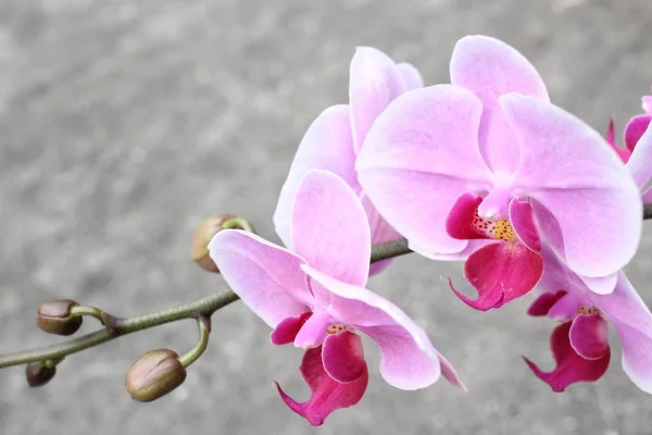 Közelről rózsaszín orchidea — Stock Fotó