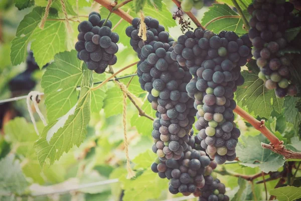 Grapes in vineyard — Stock Photo, Image