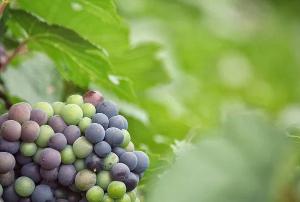 Druvor i vingården — Stockfoto