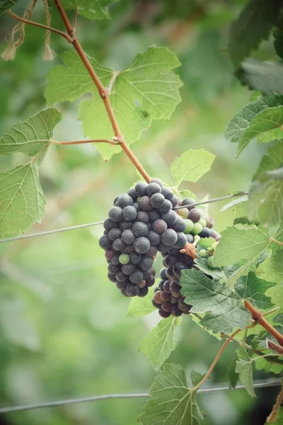 Uvas em vinha — Fotografia de Stock