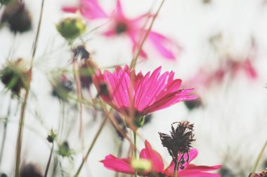 Pembe kozmos çiçekleri
