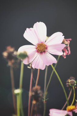Pembe kozmos çiçekleri