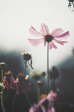 Pembe kozmos çiçekleri