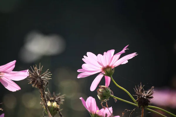 Fleurs cosmos roses — Photo