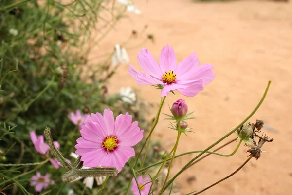 Pink cosmos flowers — Stock Photo, Image