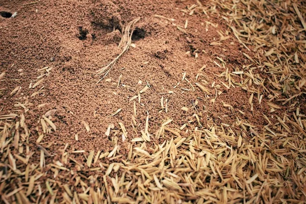 Gros plan du nid de fourmis — Photo