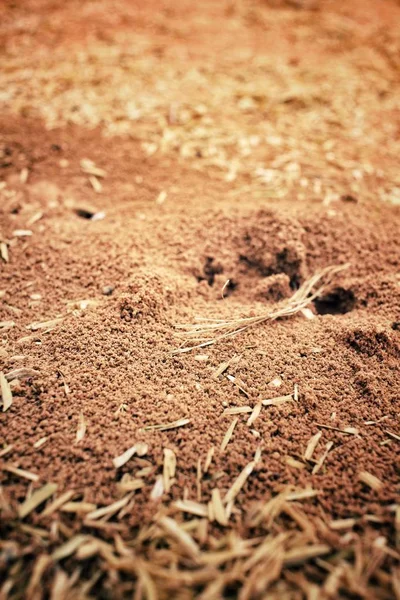 Primer plano del nido de hormigas —  Fotos de Stock