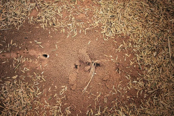 Gros plan du nid de fourmis — Photo
