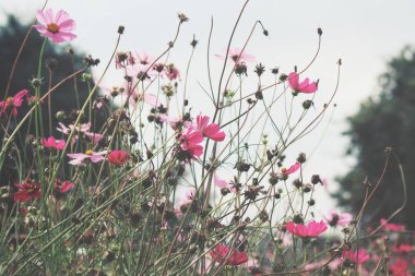 Pembe kozmos çiçekleri