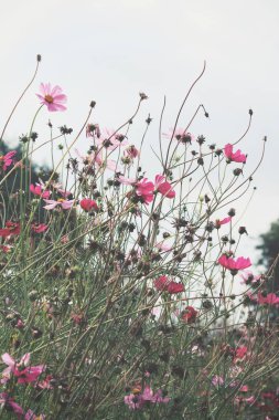 Pembe kozmos çiçekleri