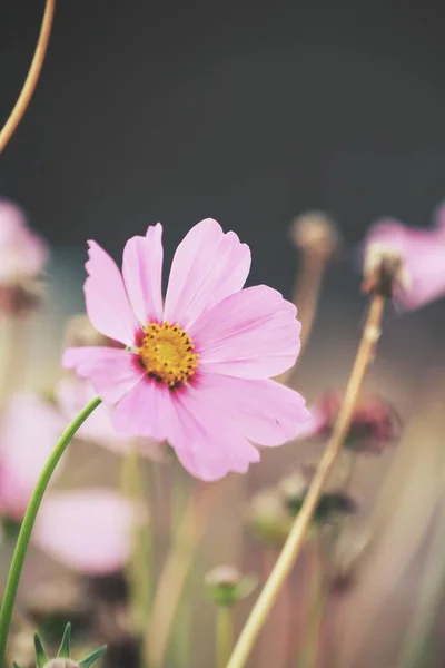 Pink cosmos flowers — Stock Photo, Image