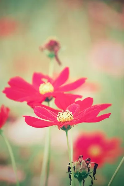 Рожевий Cosmos квіти — стокове фото