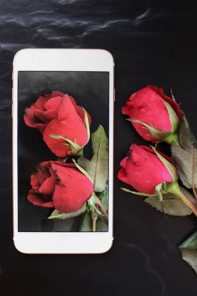 Robiąc zdjęcie czerwonych róż z inteligentny telefon — Zdjęcie stockowe