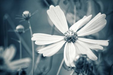 Vintage kozmos çiçekleri yakın çekim