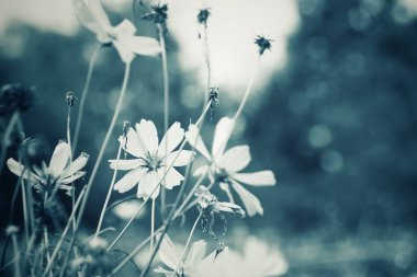 Vintage kozmos çiçekleri yakın çekim