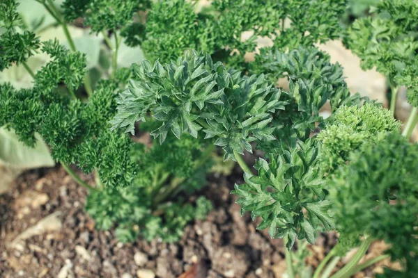 Primer plano de perejil verde —  Fotos de Stock