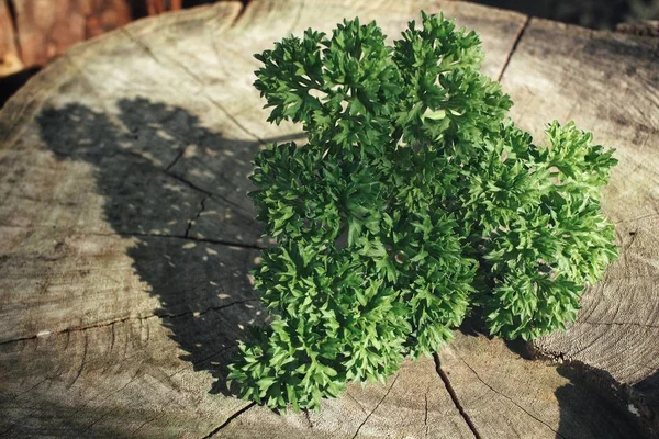 Primo piano di prezzemolo verde — Foto Stock