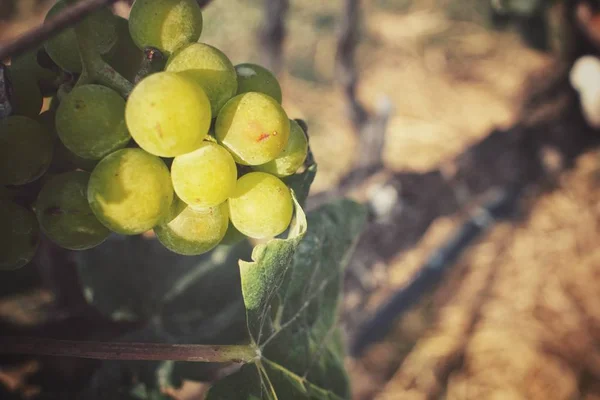 Close up van druiven in de wijngaard — Stockfoto