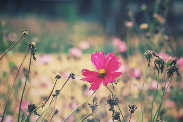 ピンクのコスモスの花のクローズ アップ — ストック写真