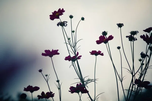 Nahaufnahme von rosa Kosmos-Blumen — Stockfoto