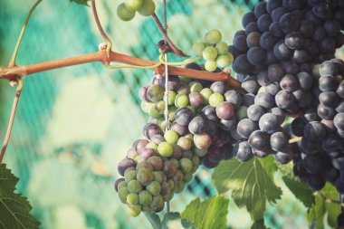 Üzüm bağ içinde yakın çekim