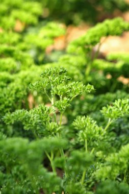 Yeşil maydanoz yakın çekim