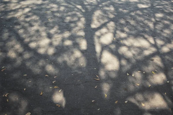 Close up of shadow leaves