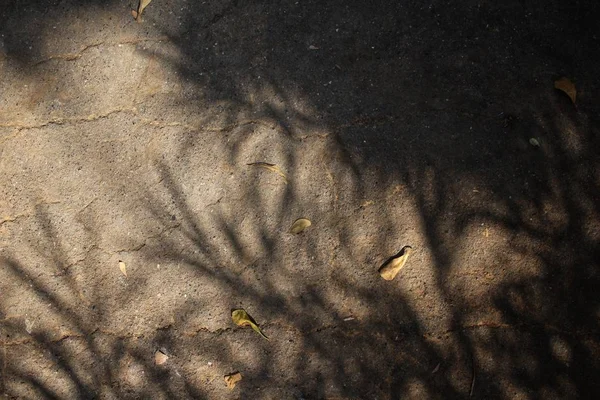 Close up de folhas de sombra — Fotografia de Stock