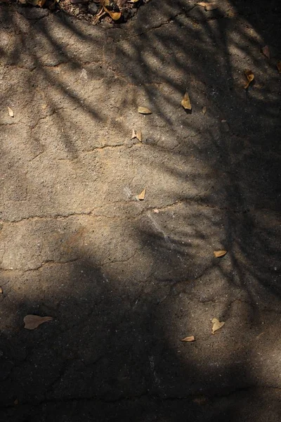 Zbliżenie liści cienia — Zdjęcie stockowe