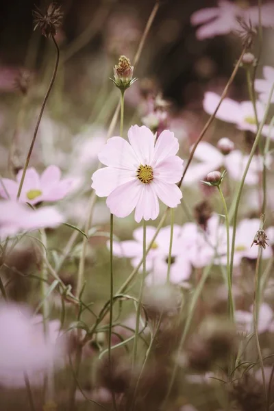 Close up van roze kosmos bloemen — Stockfoto