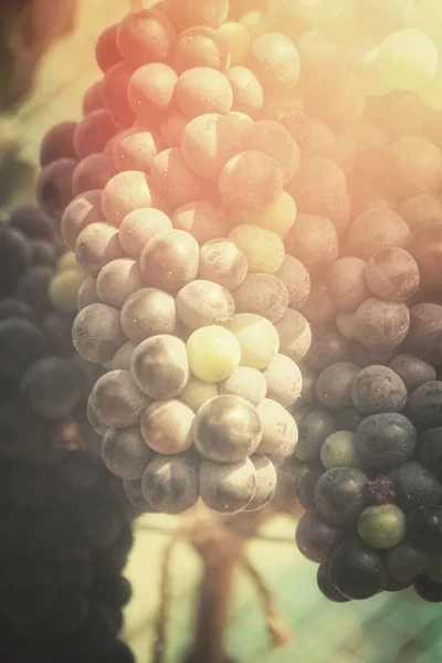 ブドウ園のブドウのクローズ アップ — ストック写真