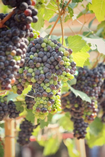Close up of grapes in vineyard — Stock Photo, Image