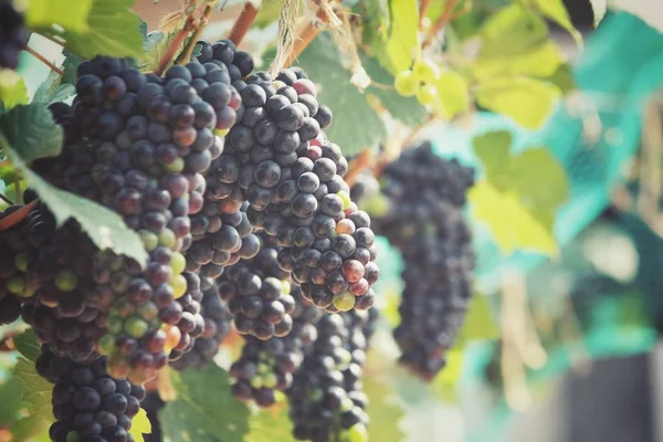 Primer plano de las uvas en el viñedo — Foto de Stock