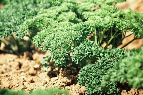 Fechar de salsa verde — Fotografia de Stock