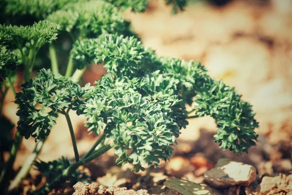 Primo piano di prezzemolo verde — Foto Stock