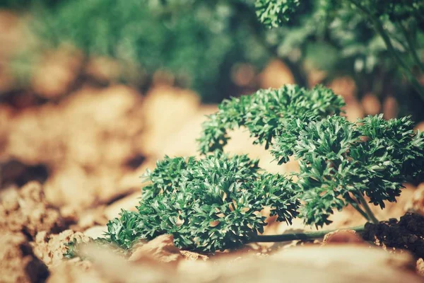 Primo piano di prezzemolo verde — Foto Stock