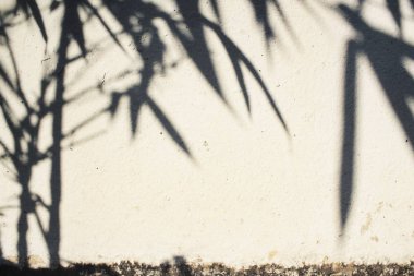 Duvar yapraklarda gölgesi