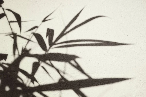Тінь листя на стіні — стокове фото