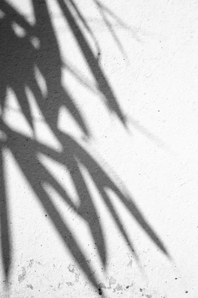 Shadow of leaves on wall — Stock Photo, Image