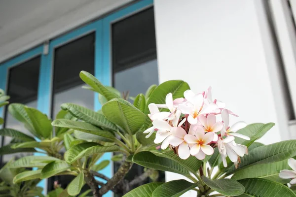 Flor de frangipani branco na árvore — Fotografia de Stock