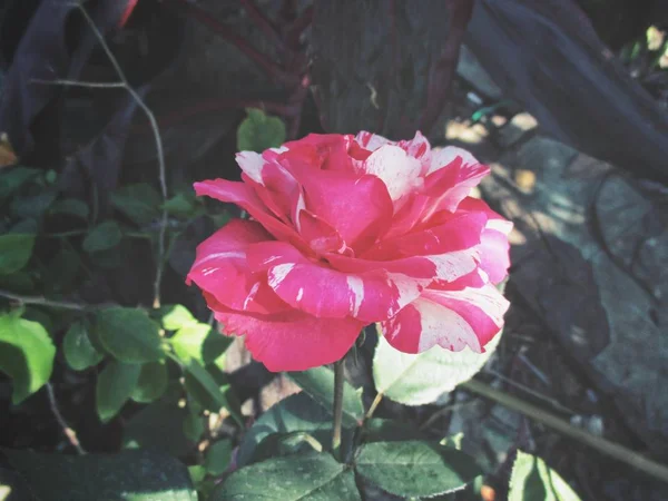 ดอกกุหลาบสีแดง — ภาพถ่ายสต็อก