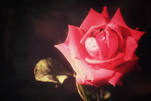 Close up of red rose — Stock Photo, Image