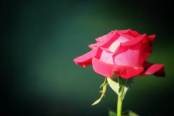 Închiderea trandafirului roșu — Fotografie, imagine de stoc