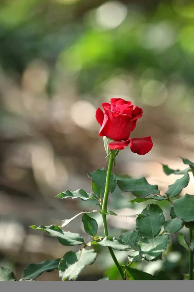Κλείσιμο του κόκκινου τριαντάφυλλου — Φωτογραφία Αρχείου