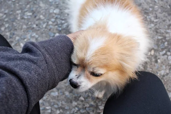 Close up de cão chihuahua jogando mão — Fotografia de Stock
