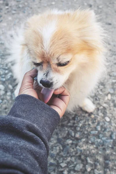 Close up de cão chihuahua jogando mão — Fotografia de Stock
